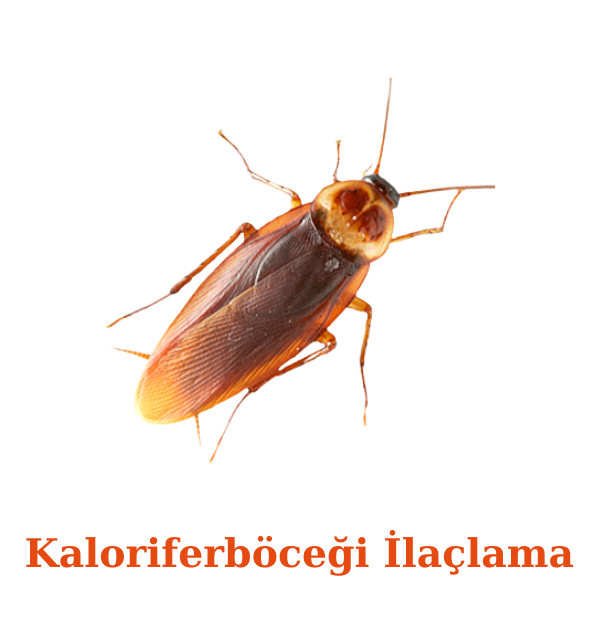 Kaloriferböceği İlaçlama Hizmetleri Haşere Market, istanbul kakalak ilaçlaması